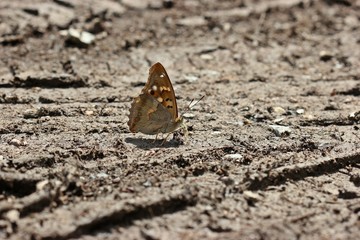 Kleiner Schillerfalter  (Apatura ilia)
