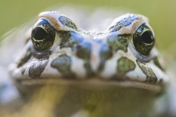 The European green toad (Bufo viridis) is a species of toad found in mainland Europe.