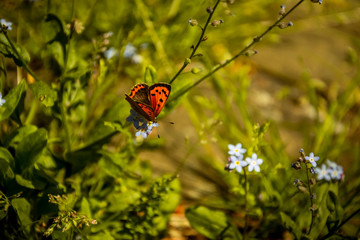 Butterfly