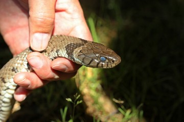 Gefangene Barren-Ringelnatter (Natrix helvetica) kurz vor der Häutung 
