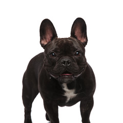 cute black french bulldog standing and panting