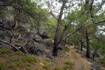 Footpath in the forest