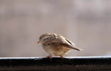 Sparrow