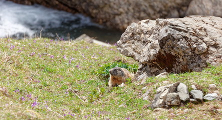 Marmots in Laguzape-Walsertal