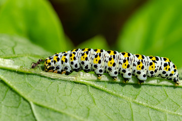 Ant investigating a mullein moth caterpillar