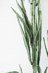 Succulent cactus on white background. Minimal lifestyle concept.