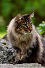 Naklejka na ściany i meble Norwegian forest cat male sitting on stone