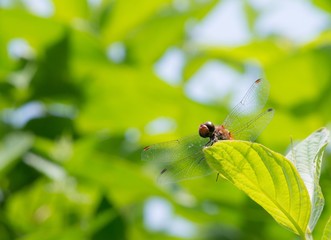 Blutrote Heidelibelle (Sympetrum sanguineum), geschlechtsreifes Männchen, sitzt auf Blatt in der Sonne, Mecklenburg- Vorpommern, Deutschland, Europa