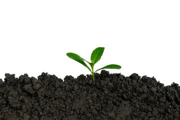 Planting trees in the ground the environment and the white background ecology.