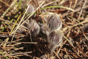 Young snowdrops
