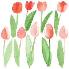 Tulips set isolated. Hand-drawn abstract watercolor illustration