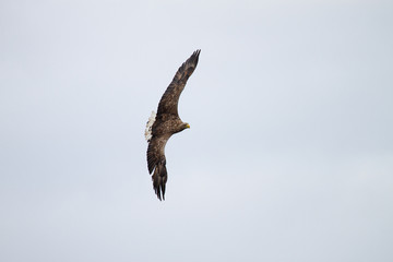 White - tailed eagle in flight.