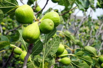 Green figs