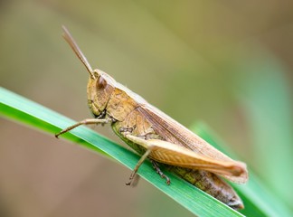Wiesengrashüpfer (chorthippus dorsatus)/ braune Heuschrecke/ Grashüpfer sitzt auf Grashalm in Wiese, Lüneburger Heide, Niedersachsen, Deutschland, Europa