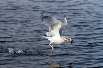 Seagull in flight with a fish in its beak.
