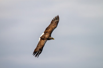 White - tailed eagle in flight.