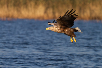 White - tailed eagle in flight.