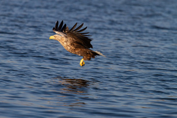White - tailed eagle in flight.