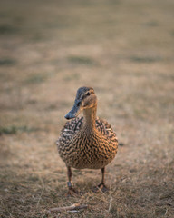 A posing little duck during sunset