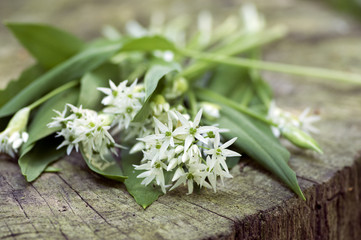Bunch of white allium ursinum herbaceous flowers and leaves on wooden stump in hornbeam forest, springtime bear garlics foliage