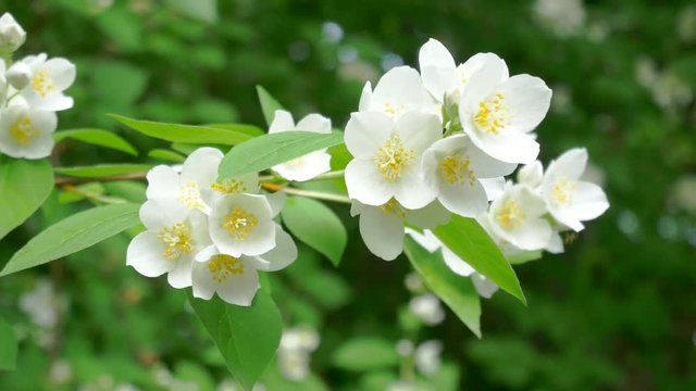 White flower blooming Philadelphus coronarius close-up