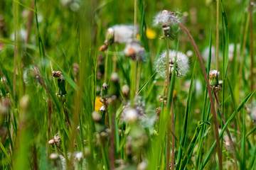 Green field of dandelions in summer or spring