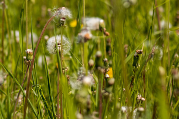 Green field of dandelions in summer or spring