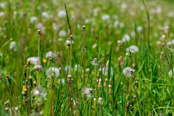Green field of dandelions in summer or spring