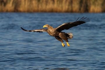 White - tailed eagle in flight.