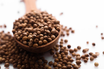 coriander seeds on a white background, essential oil