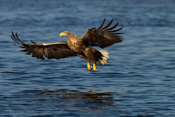 White - tailed eagle in flight.