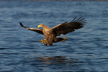 White - tailed eagle in flight.
