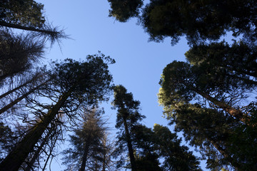 Big tree park natural