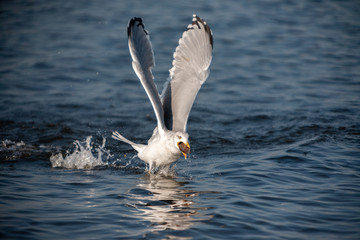 Seagull in flight with a fish in its beak.
