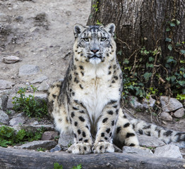 Fototapeta na wymiar Snow leopard (Uncia uncia) fixes his prey