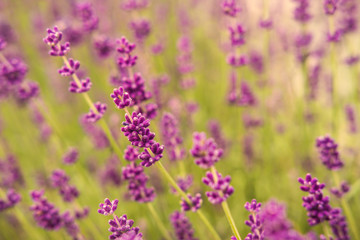 Beautiful purple lavender flower close up detail