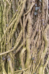 ivy rootlets