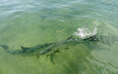 swimming tarpons