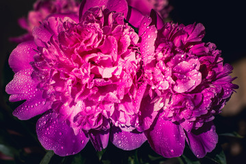 beautiful peonies under the drops of rain