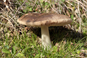 Mushroom In Forest