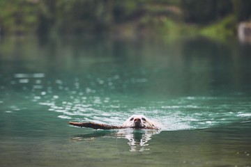 Dog in lake