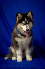 cute black siberian husky dog wooly coat puppy