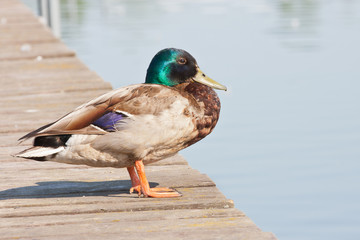Kaczka krzyżówka © Mariusz Stoszewski