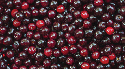 Fresh picked cherries