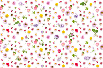 Seamless pattern from plants, wild flowers  isolated on white background, flat lay, top view. 