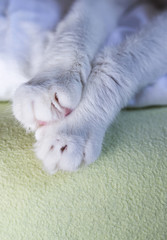 cat's feet