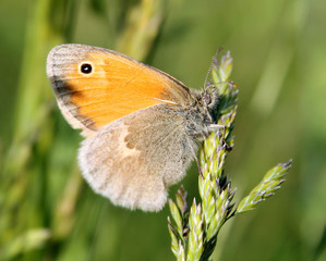 Butterfly Hyponephele lycaon or dusky meadow brown