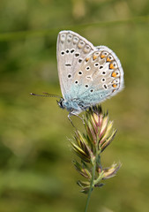 Fototapeta na wymiar Male of Polyommatus icarus or common blue butterfly