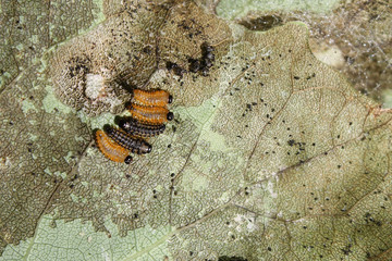 Larvae of leaf beetles from Phratora genus on green leaf of European aspen (Populus tremula)