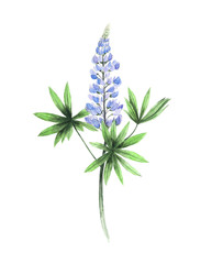 Lupine Watercolor